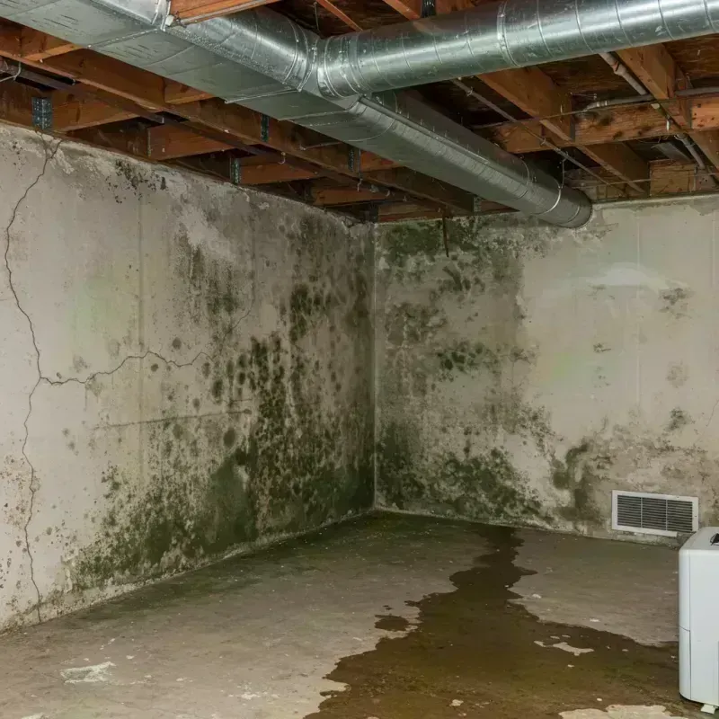 Professional Mold Removal in Bushland, TX